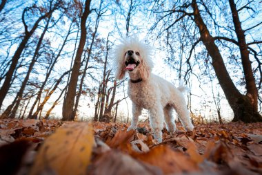 Beyaz köpek fino köpeği sonbahar, güzel sonbahar yaprakları ile bir parkta veya ormanda oynanır.