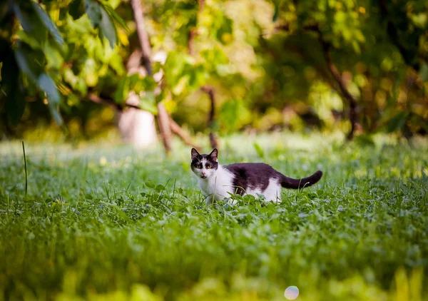 Gato Camina Por Patio Gato Blanco Negro Jardín Hierba Verde —  Fotos de Stock