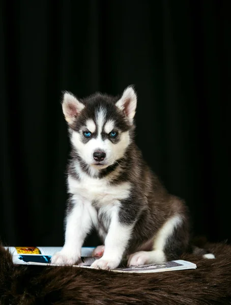 Küçük Husky mavi gözlü bir stüdyoda oturur ve bir dergi okur.