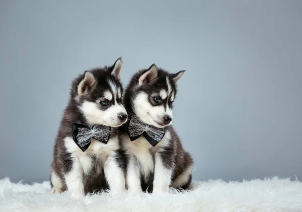 Portrait Dogs Little Puppies Husky Breed Sitting White Background Tie — Stock Photo, Image