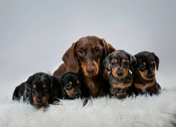Yavru Dachshund, Dachshund yavru Anne, kahverengi Dachshund ve yavru. Dachshund cins anne yavruları.