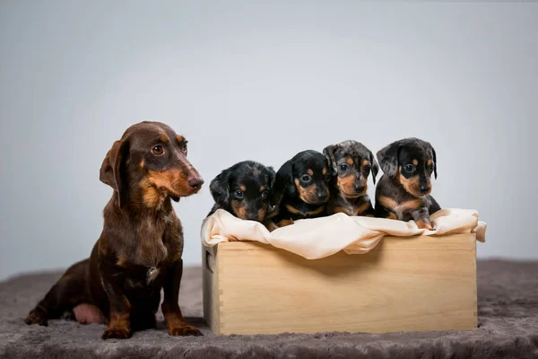 Dachshund Yavruları, annesi, kahverengi Dachshund ve yavruları. Dachshund cinsi anne yavruları.
