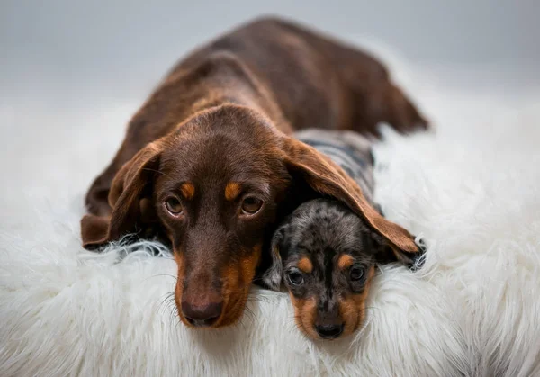Bir kahverengi Dachshund ve küçük bir köpek yavrusu kanepede yatıyor.