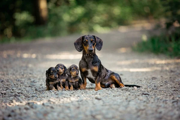Dachshund yavruları ve babaları. Küçük yavru cins mermer Dachshund doğa.