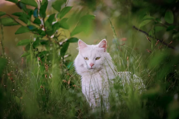 Chat Blanc Est Assis Dans Herbe Chat Dans Jardin Portrait — Photo