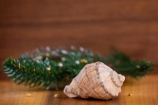 Büyük deniz kabuğu, kabuk ve Noel ağacı.