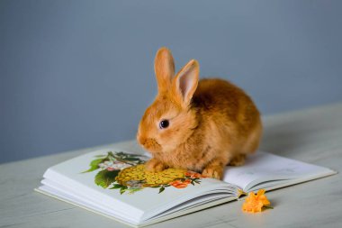 Küçük Tavşan bitkiler hakkında bir kitap okuma ilgileniyor.