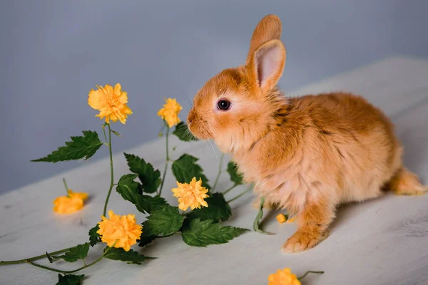 Red-fluffy rabbit. Rabbit and flowers. Rabbit eats grass.