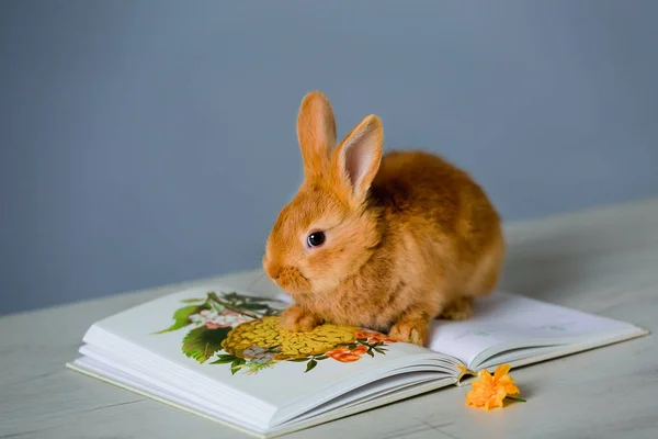 Little Rabbit Interesuje Się Lektura Książki Roślinach — Zdjęcie stockowe