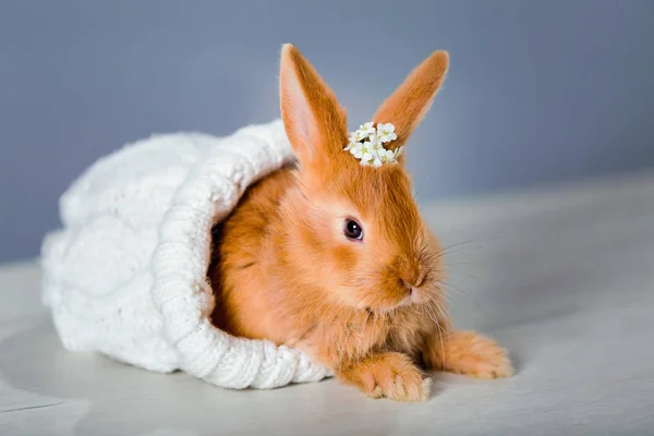 Een Geroeste Pluizige Konijn Zit Een Witte Dop — Stockfoto