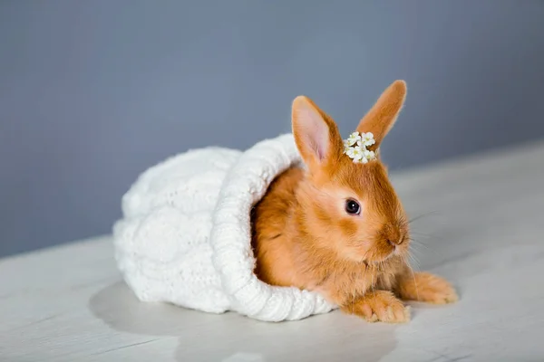 Een Geroeste Pluizige Konijn Zit Een Witte Dop — Stockfoto