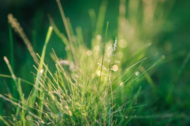 Çimlerin üzerinde sabah çiği damlaları.