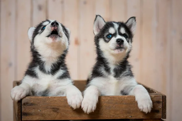 Huskies iki küçük yavru çekmecede oturup dışarı bakmak.