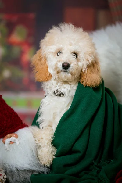 Petit Caniche Est Assis Sur Canapé Attend Nouvel — Photo