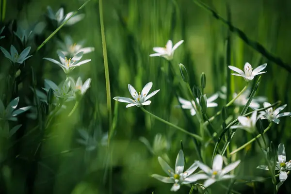 Witte Bloemen Groeien Een Heuvel — Stockfoto