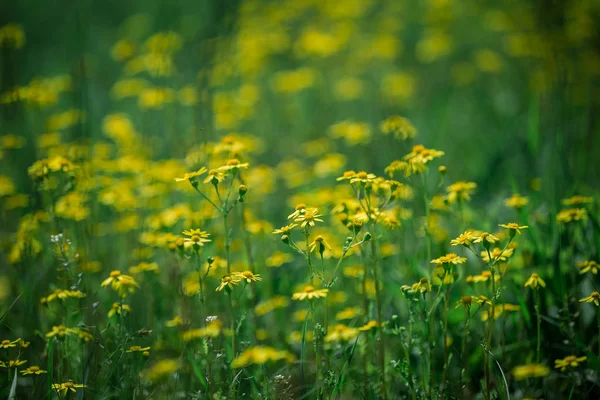 Margherite Gialle Che Crescono Sul Campo — Foto Stock