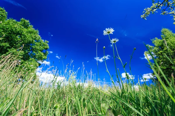 Kamille Bloemen Groen Gras Tegen Blauwe Lucht Achtergrond — Stockfoto