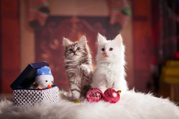 İki küçük, kabarık kedi yavruları Noel ağacı süslemeleri ile oynanır.