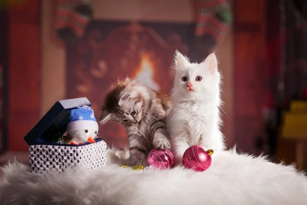 İki küçük, kabarık kedi yavruları Noel ağacı süslemeleri ile oynanır.