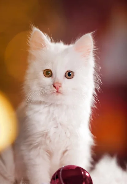 一只白色 小而蓬松的小猫正在新年的壁炉上热身 — 图库照片