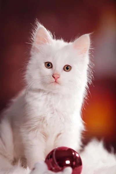 Beyaz, küçük, kabarık bir kedi yavrusu yeni yıl şöminede ısınıyor.