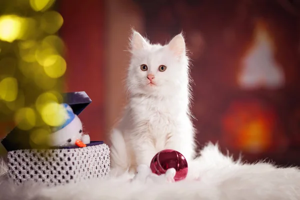 Beyaz, küçük, kabarık bir kedi yavrusu yeni yıl şöminede ısınıyor.