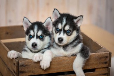 Huskies iki küçük yavru kutuda oturup dışarı bakmak. Husky cins yavru.