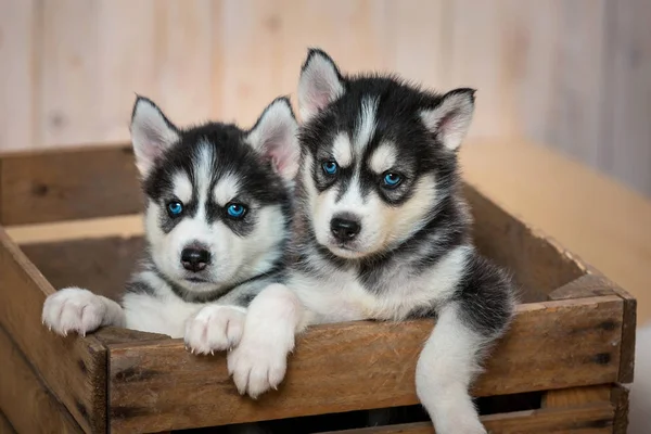 Dua Anak Anjing Kecil Dari Huskies Duduk Dalam Kotak Dan — Stok Foto