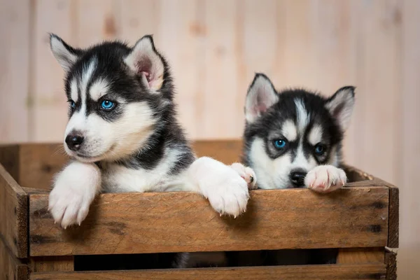 Huskies iki küçük yavru kutuda oturup dışarı bakmak. Husky cins yavru.