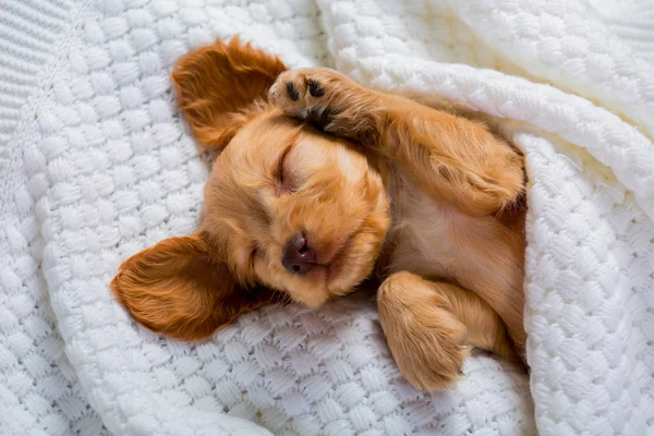 Cocker Spaniel cinsinin küçük kahverengi köpeği tatlı tatlı uyuyor. Yumuşak evcil hayvan. Bir köpeğin hayatından komik anlar. Tatlı Rüyalar.