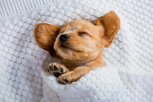 Cocker Spaniel cinsinin küçük kahverengi köpeği tatlı tatlı uyuyor. Köpeğin komik anları.