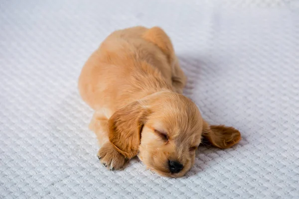 Kleine Bruine Pup Van Het Cocker Spaniel Ras Slaapt Heerlijk — Stockfoto