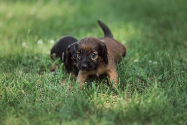 Küçük yavrular doğada Marble Dachshund yetiştirirler..