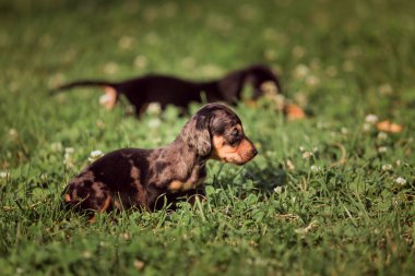 Küçük yavrular doğada Marble Dachshund yetiştirirler..