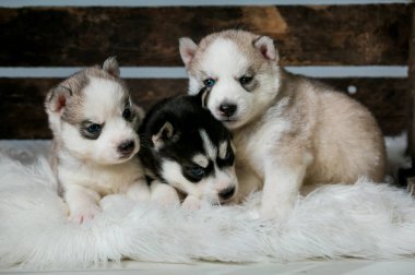 Huskiler uyuyor. Huskie 'lerin iki yavrusu çekmeceye oturur ve dışarı bakar..