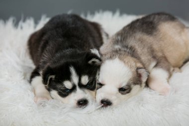 Küçük Husky yavruları uyuyor. Siyah ve kahverengi köpek.