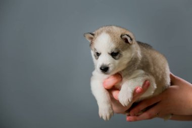 Yavru köpek sahibinin elinde. Küçük kabarık, kabarık, yakın plan ellerde yatıyor..