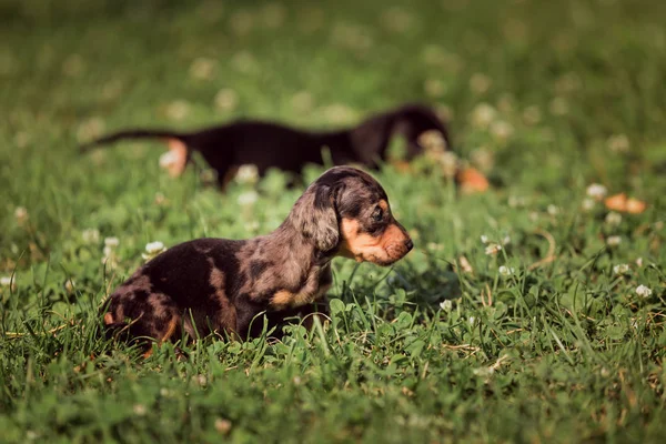 Kleine Pups Broeden Marmer Dachshund Natuur — Stockfoto