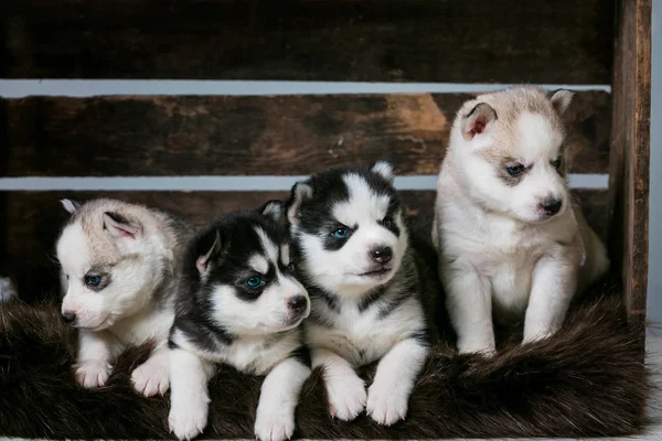 The four little puppies of the huskies sit in the drawer and look out of it. Dogs with blue eyes.