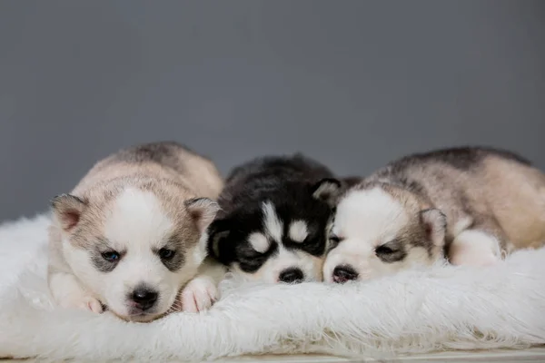 Cachorrinhos Husky Estão Dormindo Cão Perto Estúdio — Fotografia de Stock