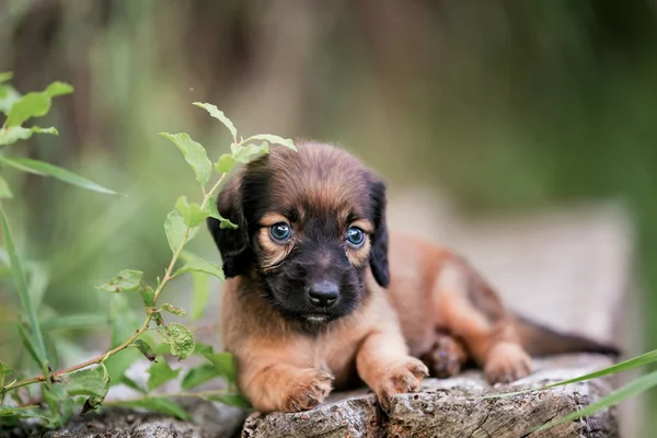 Dachshund Puppy Bruin Hondje Ligt Een Schoolbord — Stockfoto