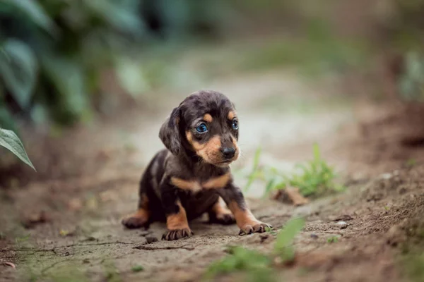 Bruine Hond Met Blauwe Ogen Zit Het Gras Dachshund Puppy — Stockfoto