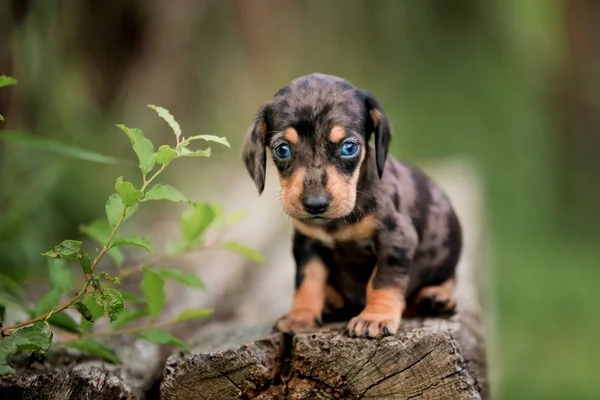 Hund Auf Einem Baumstamm Sitzend Kleine Welpenrasse Marmordackel Ist Der — Stockfoto