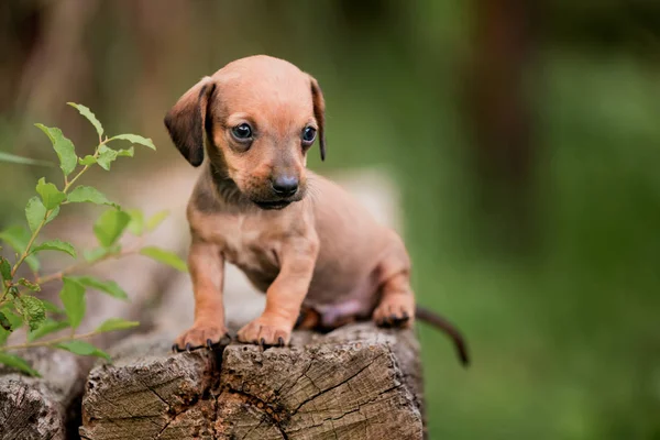 Bruine Teckel Puppy Hond Zit Houten Banken — Stockfoto