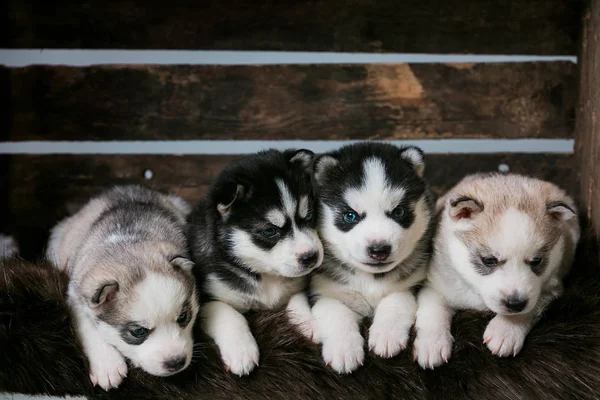 163 Four Puppies Of Husky Stock Photos Four Puppies Of Husky Images Depositphotos 163 Four Puppies Of Husky Stock Photos Four Puppies Of Husky Images Depositphotos