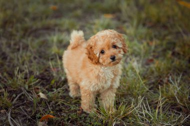 Küçük kahverengi kaniş çimenlerde oynuyor. Şirin köpek ve iyi bir arkadaş..