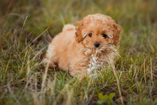 Poodle Castanho Joga Relva Filhote Cachorro Brincando Com Abóbora Cão — Fotografia de Stock