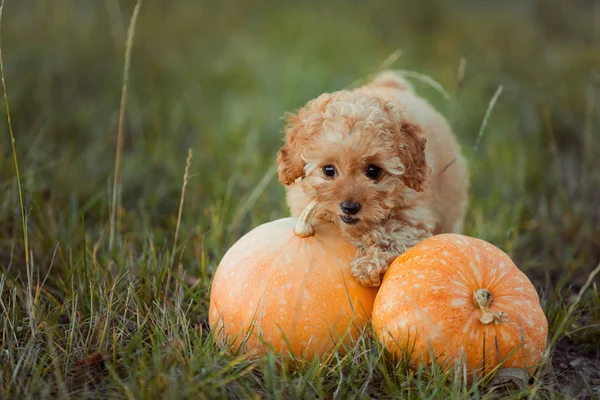 Kleine Bruine Poedel Speelt Het Gras Puppy Spelen Met Pompoen — Stockfoto