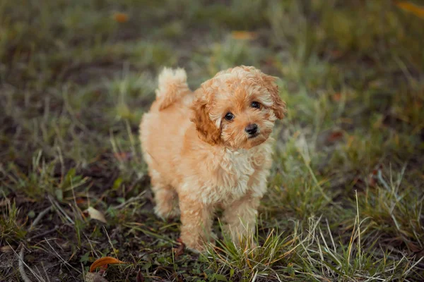 Küçük kahverengi kaniş çimenlerde oynuyor. Şirin köpek ve iyi bir arkadaş..
