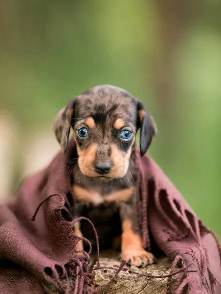 Small puppies breed Marble Dachshund on the nature. Little brown puppy are Dachshund breed. Dog sitting on a log.